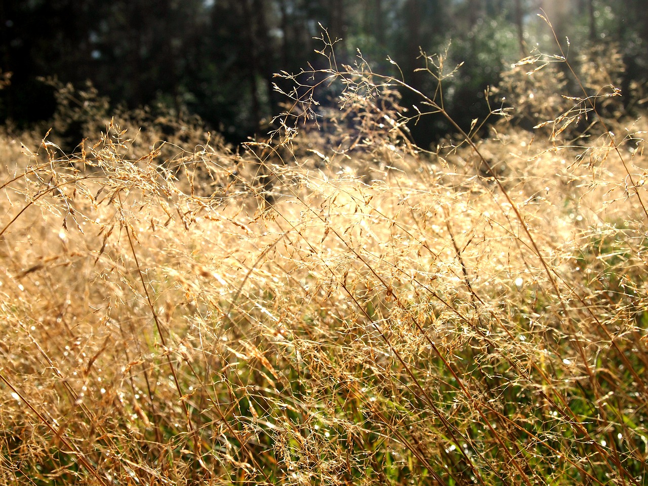 heide grass sun free photo