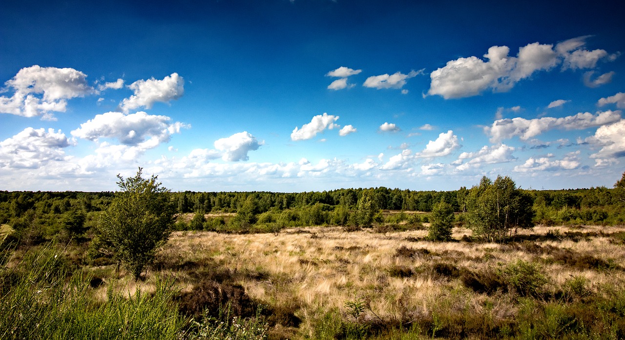 heide drover heath nature free photo