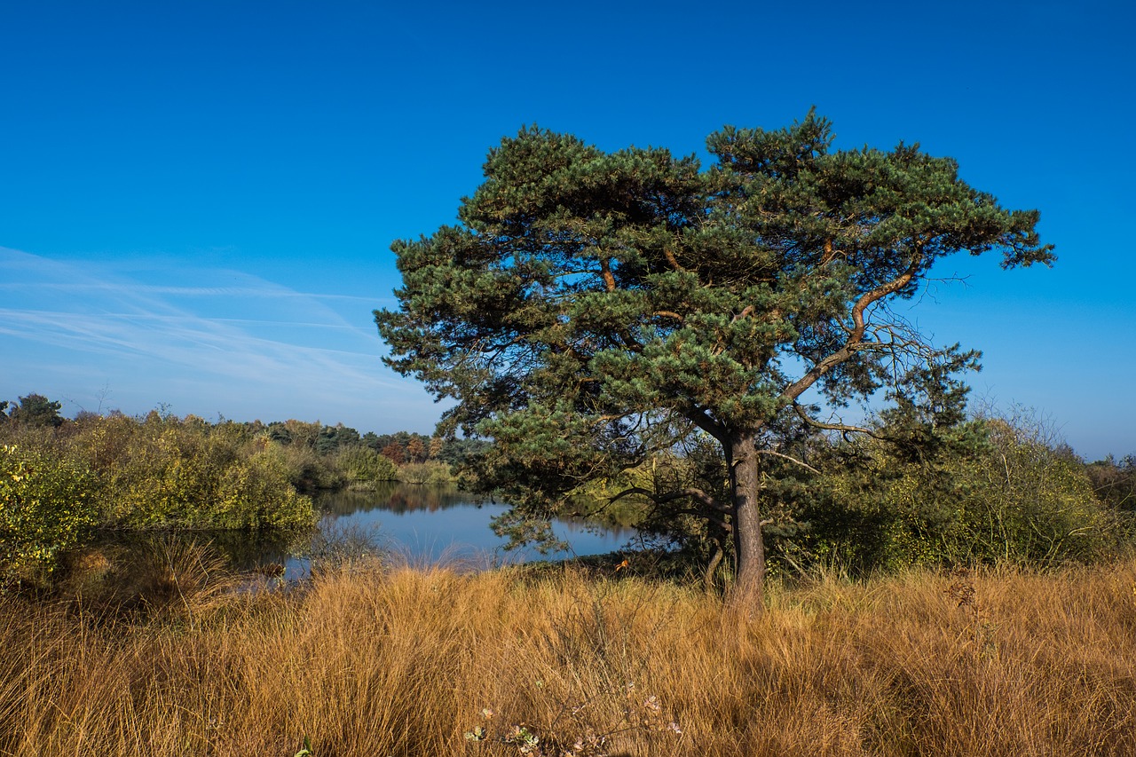 heide tree nature free photo