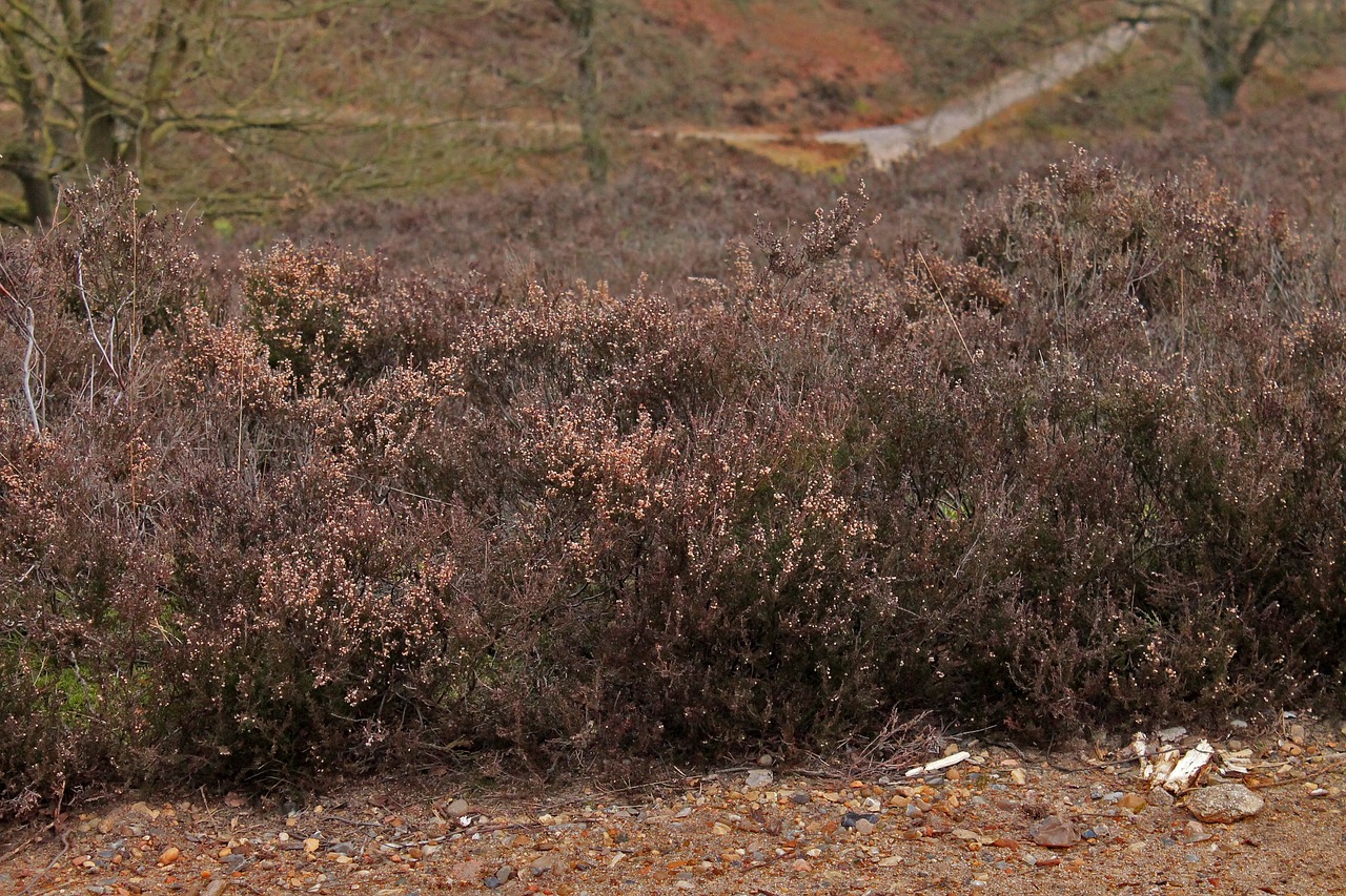 heide hamburg nature reserve free photo