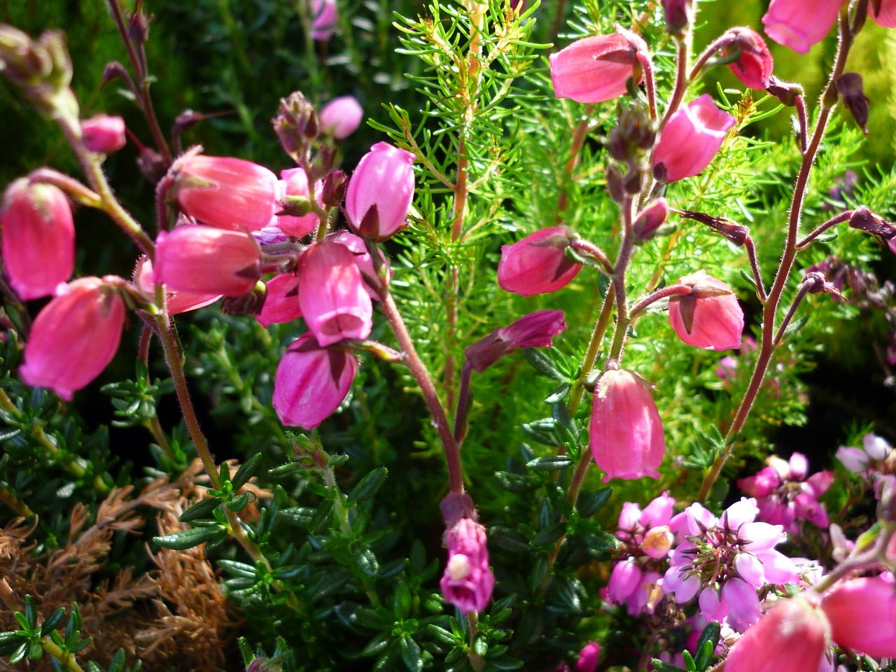 heide flowers pink free photo