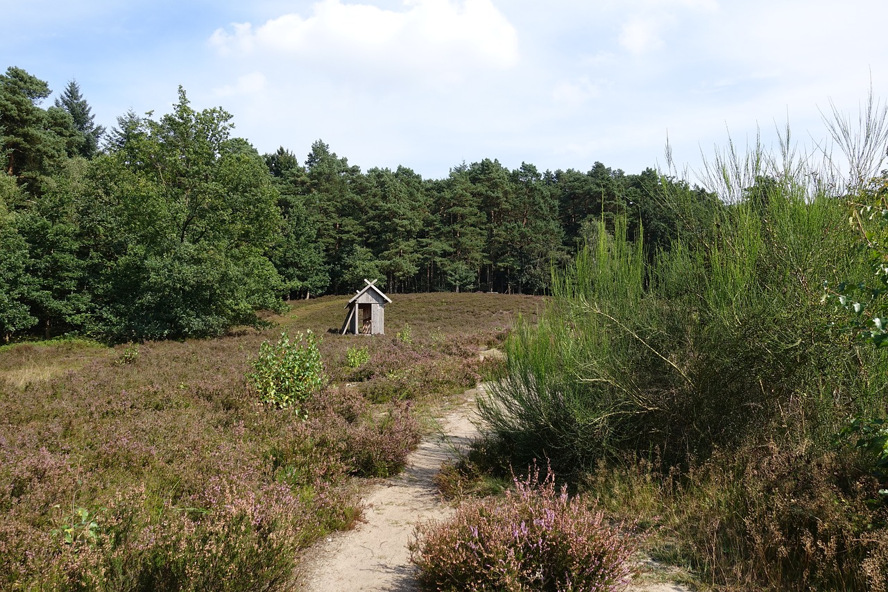 heide forest path free photo