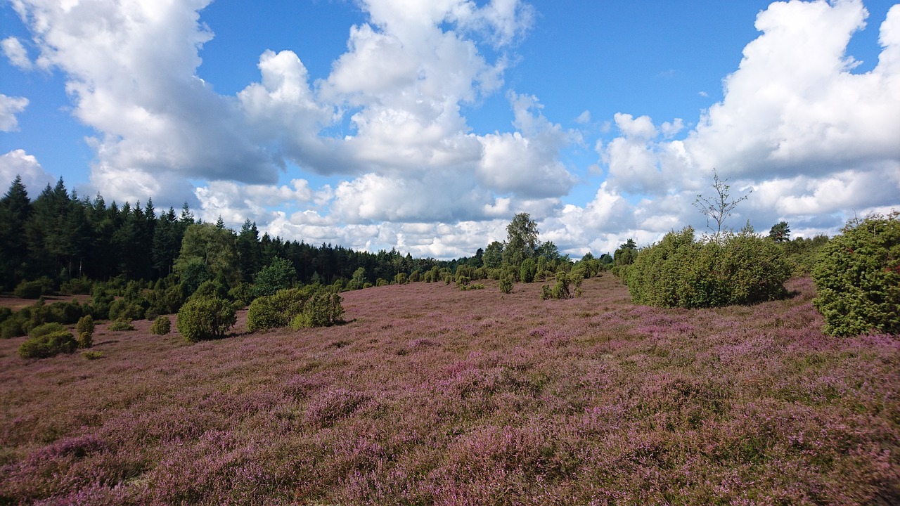 heide summer flowers free photo