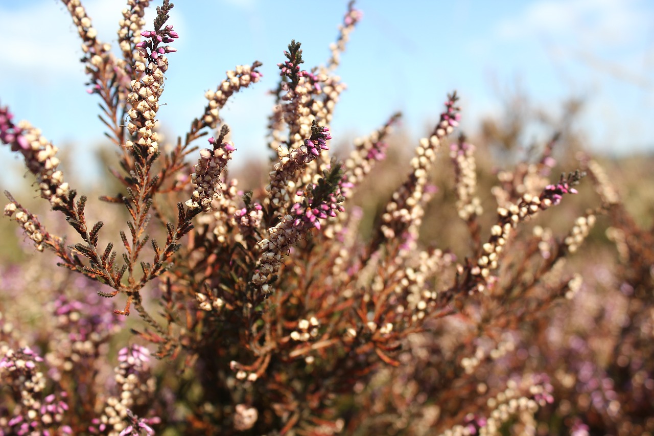 heide plants flowers free photo