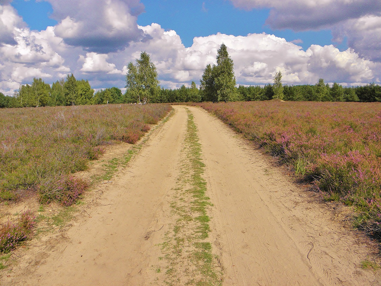 heide landscape plant free photo