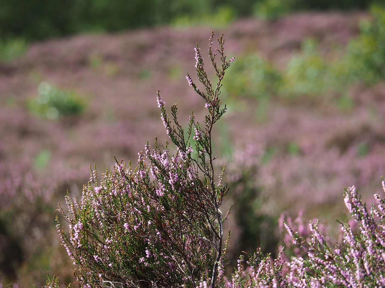 heide  nature  outdoor free photo