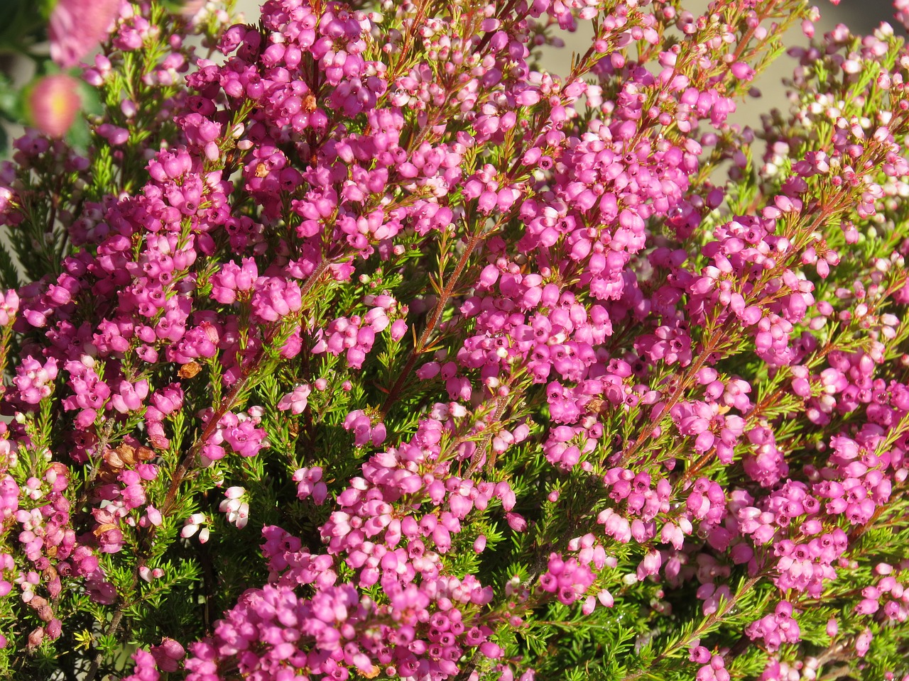heide  pink  bell heather free photo