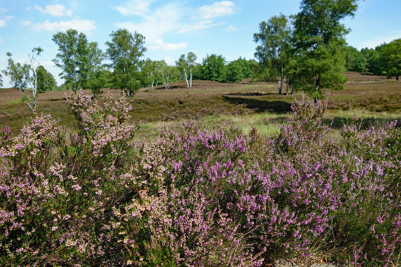 heide  fischbeker heath  hamburg free photo