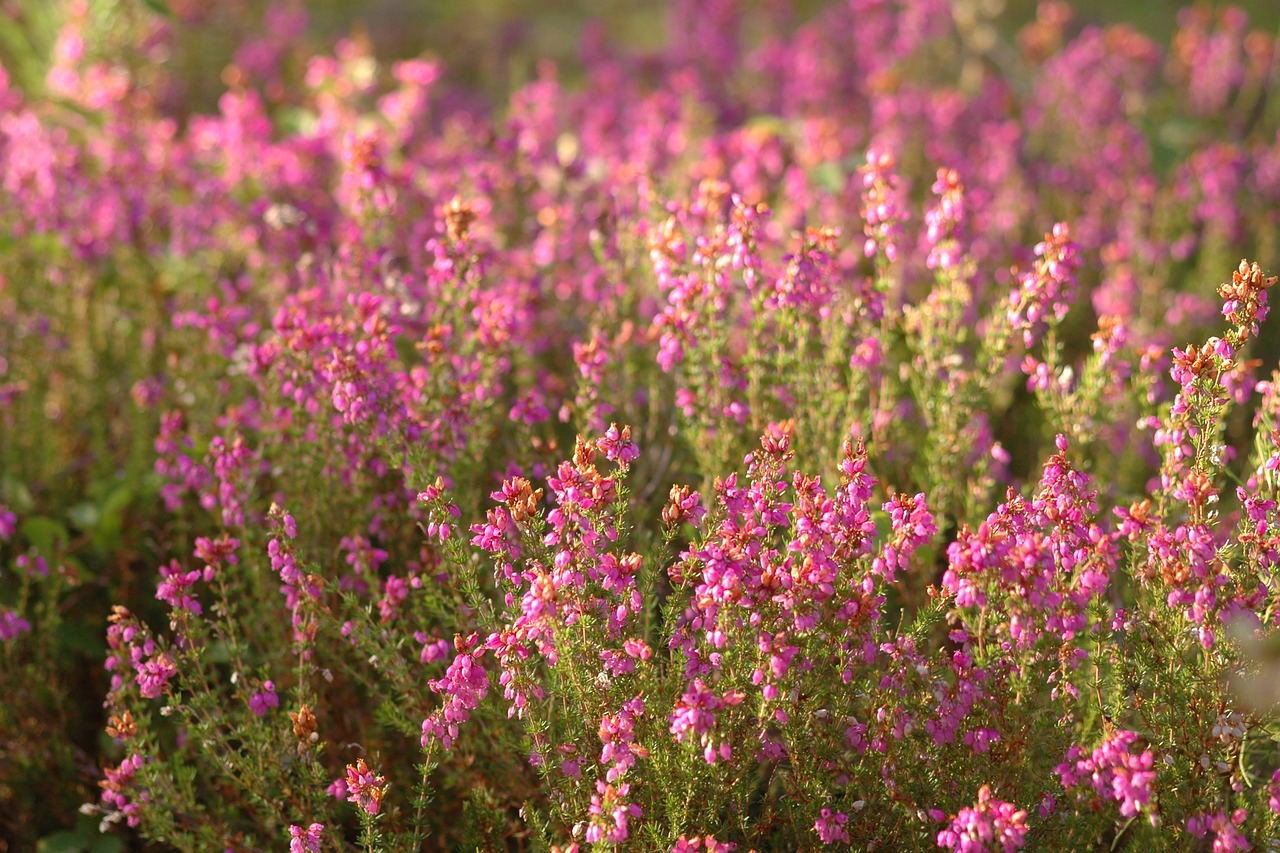 heide  flowers  pink free photo