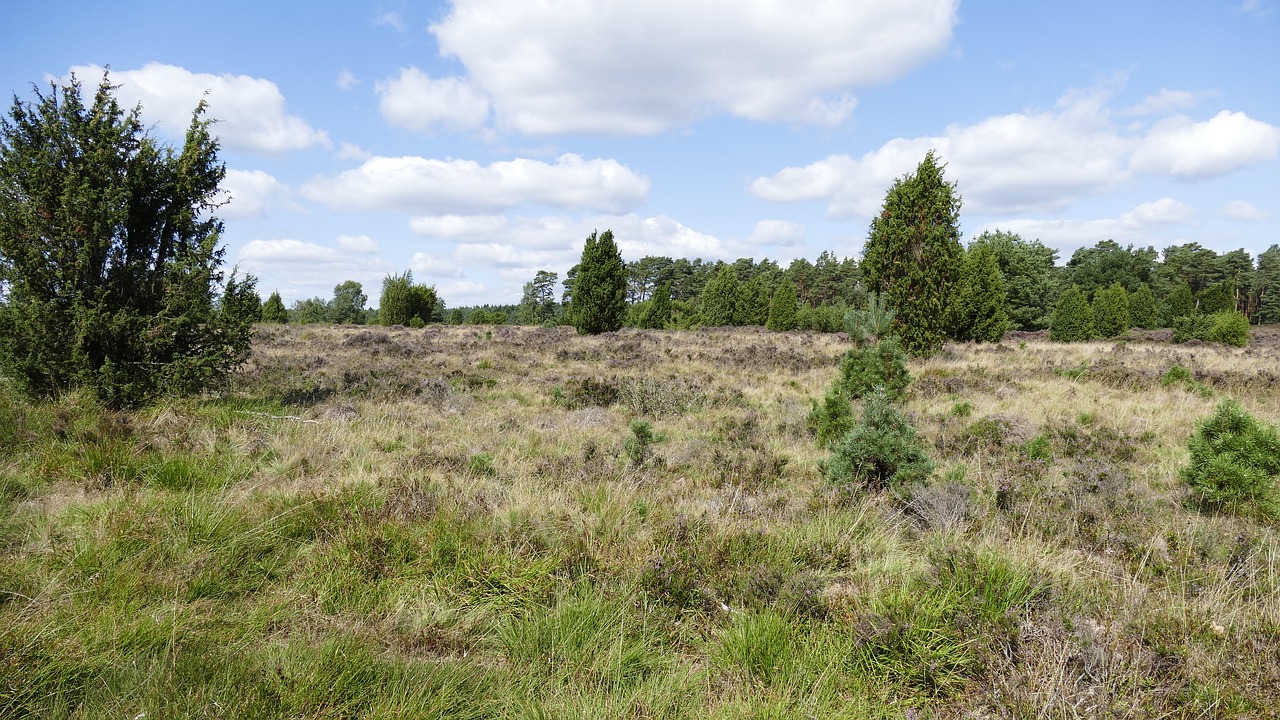 heide  lüneburg heath  nature free photo