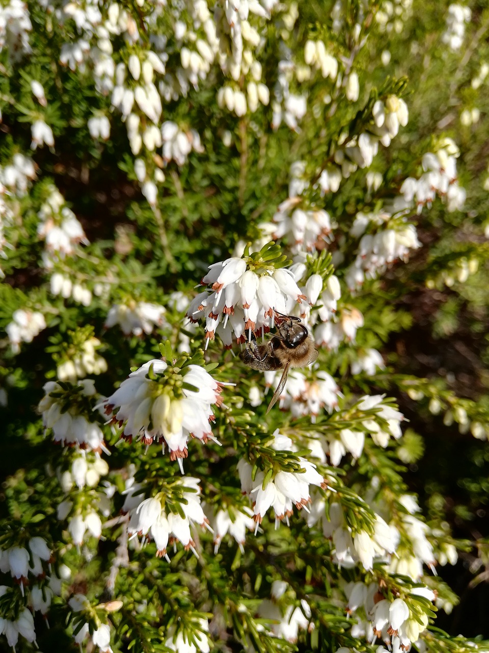 heide  bee  blossom free photo