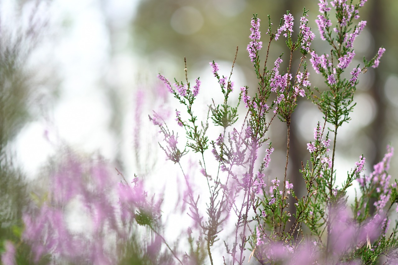 heide  heather  heathland free photo