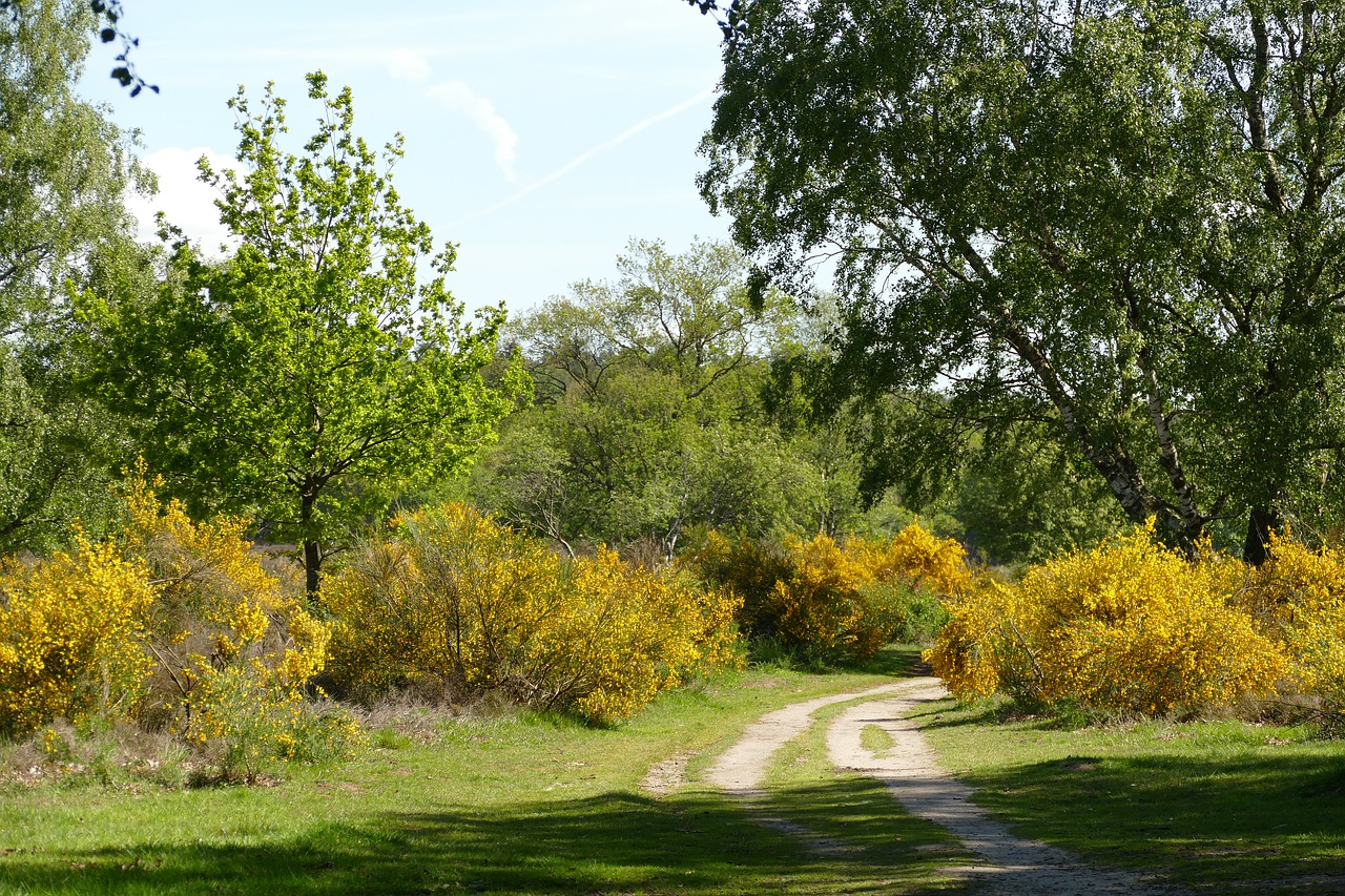 heide  broom  flora free photo