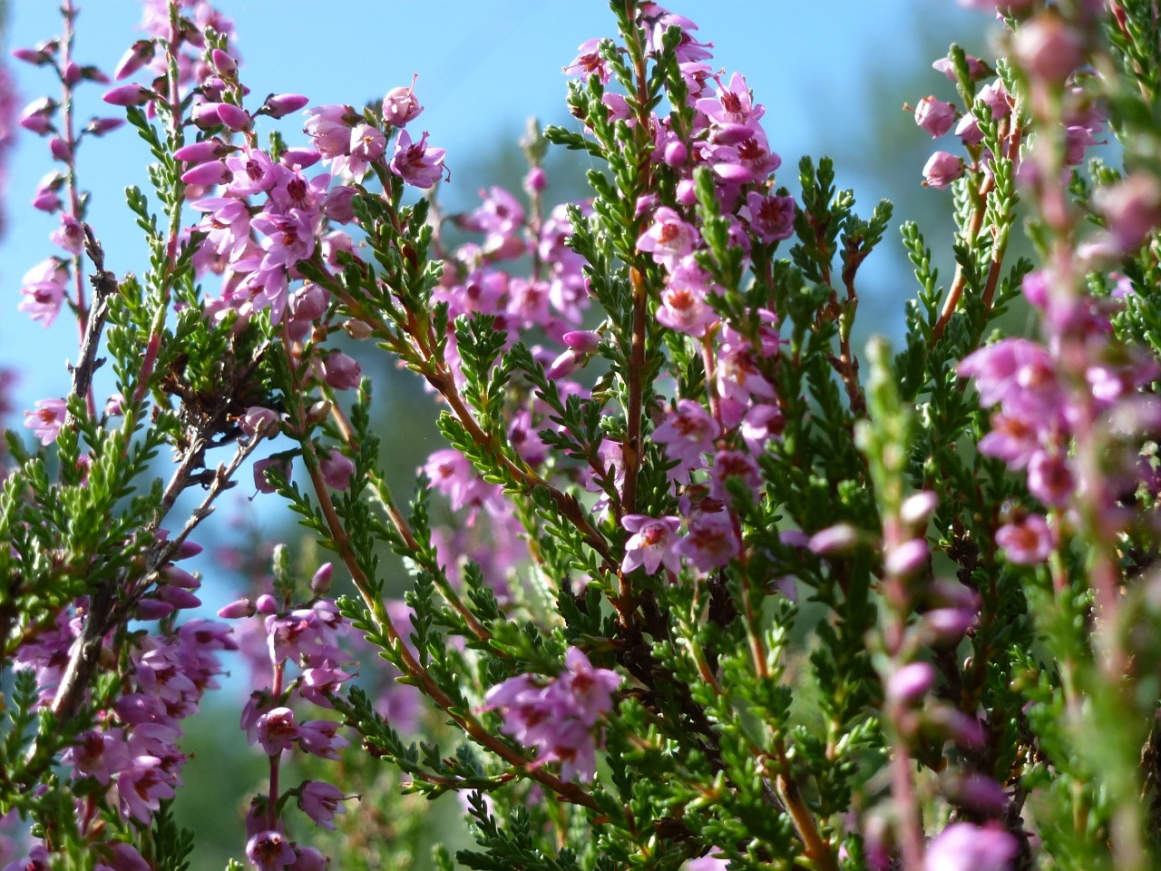 heide heather blossom free photo