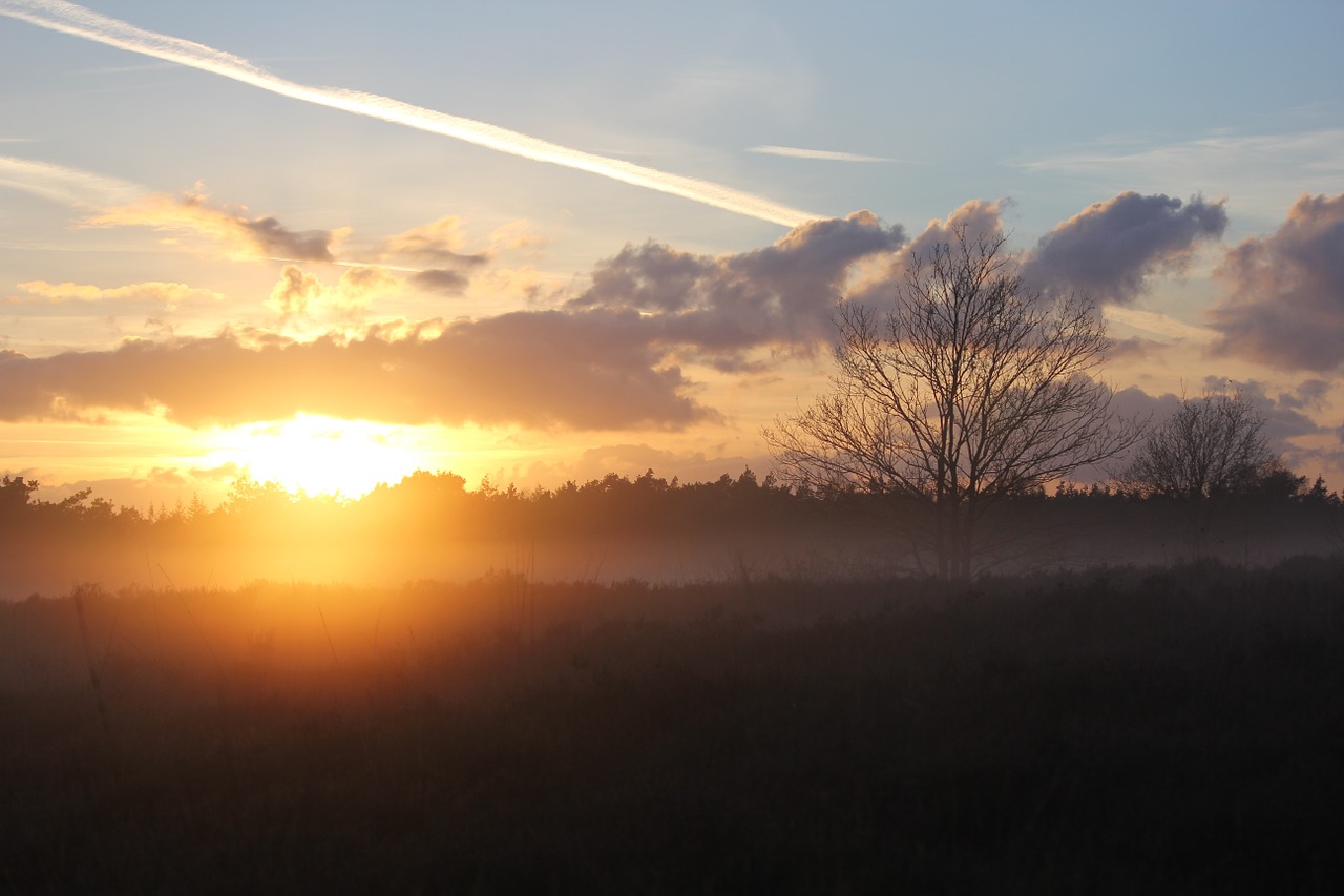 heide veluwe forest free photo