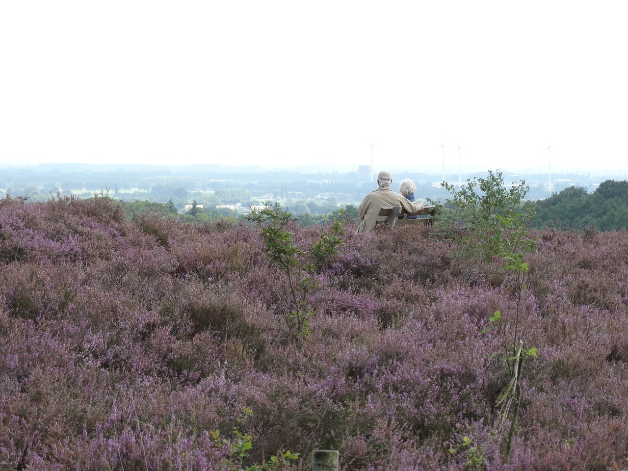 heide flowering heather romance free photo