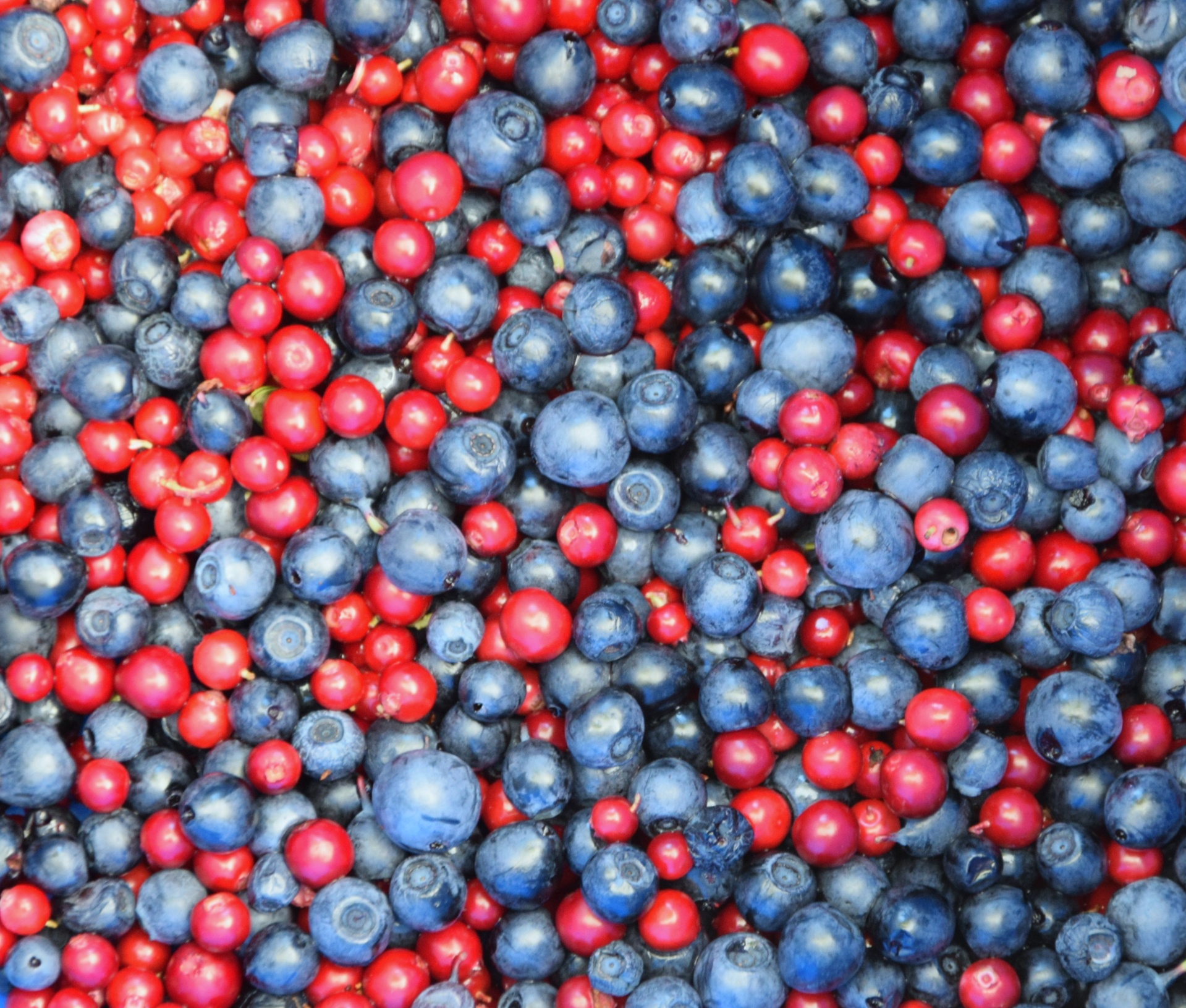 blueberry cranberry berry free photo