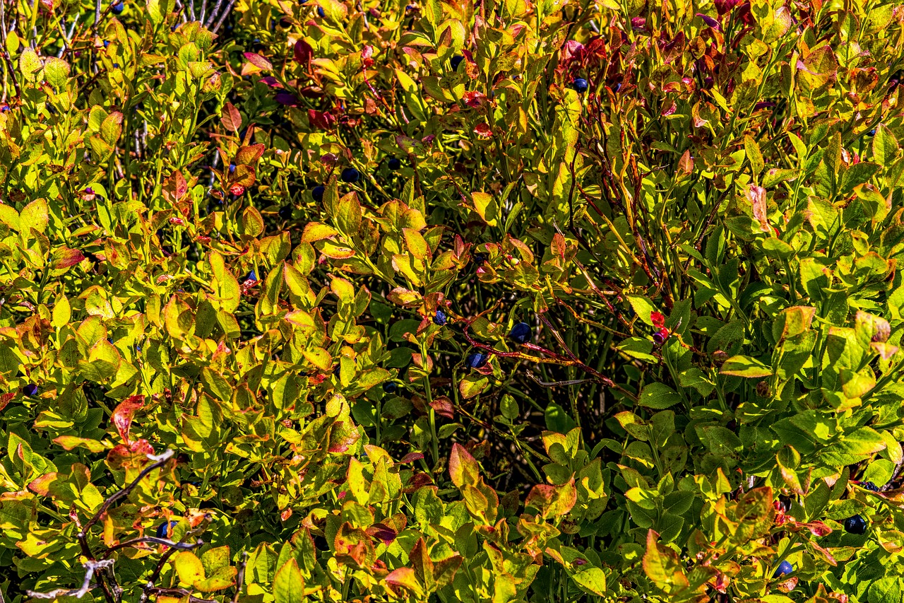 heidelbeerstrauch blueberry bavarian forest free photo