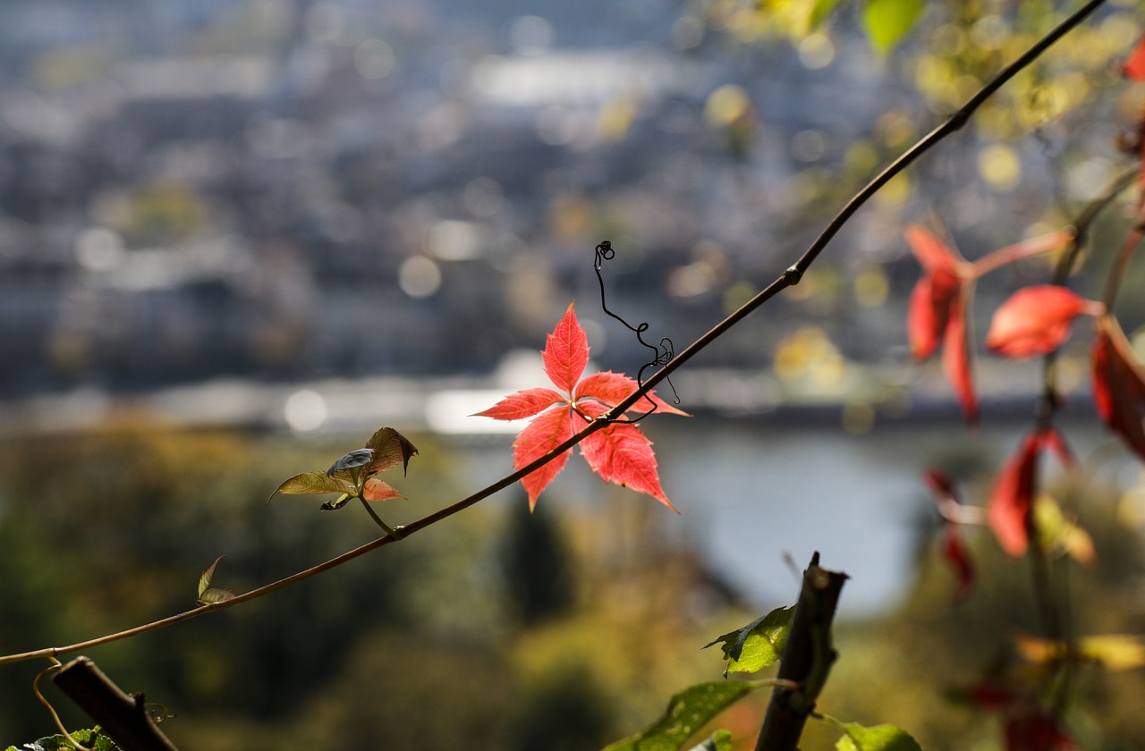 heidelberg autumn view free photo