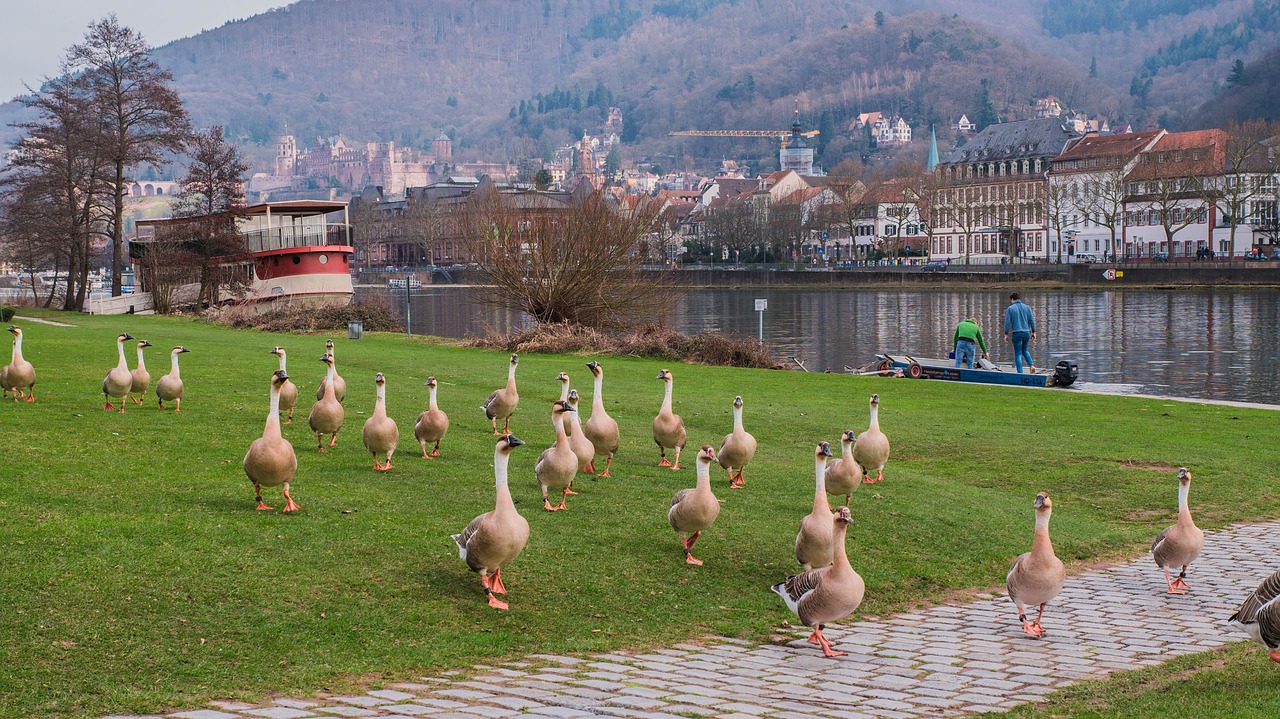 heidelberg geese river free photo