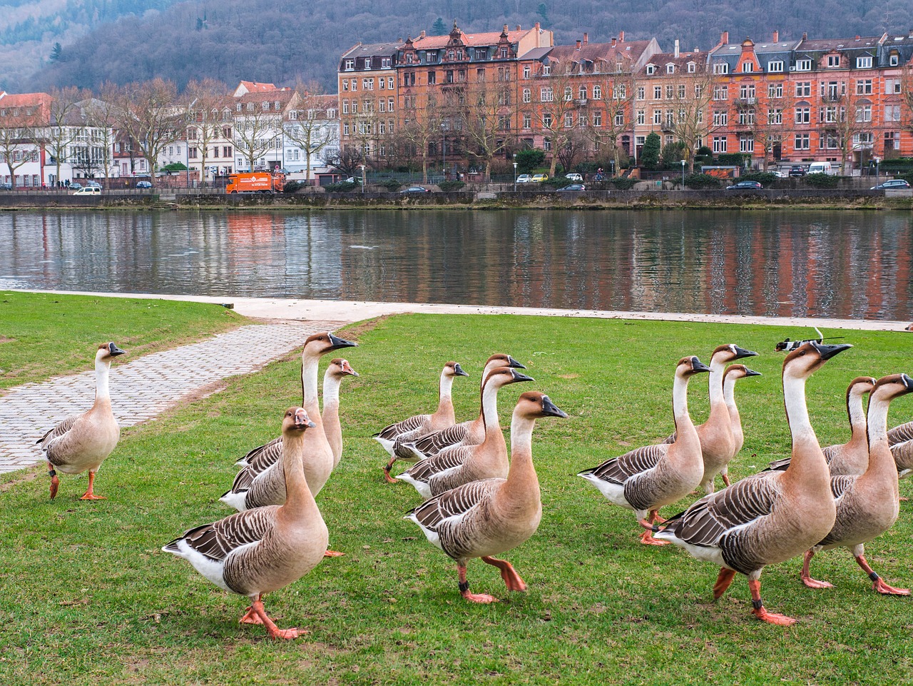 heidelberg geese river free photo