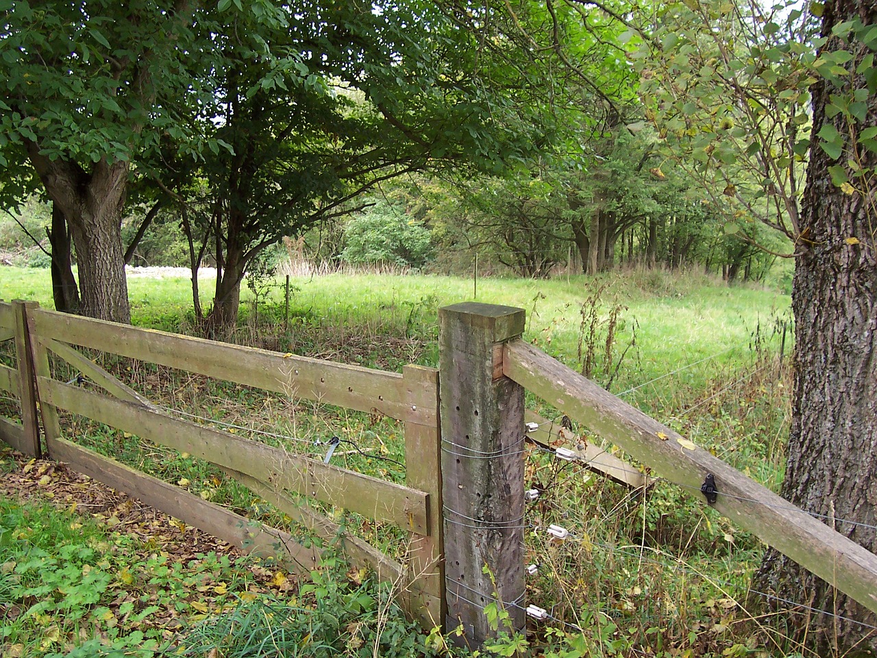 heidenheim germany wood fence forest free photo