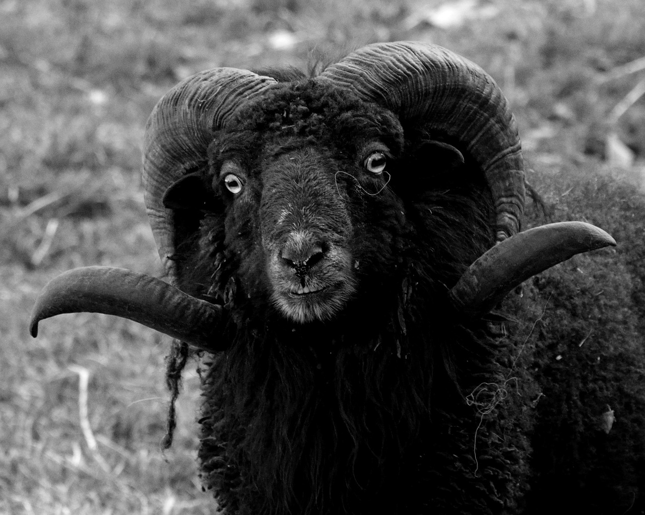 heidschnucke sheep head free photo