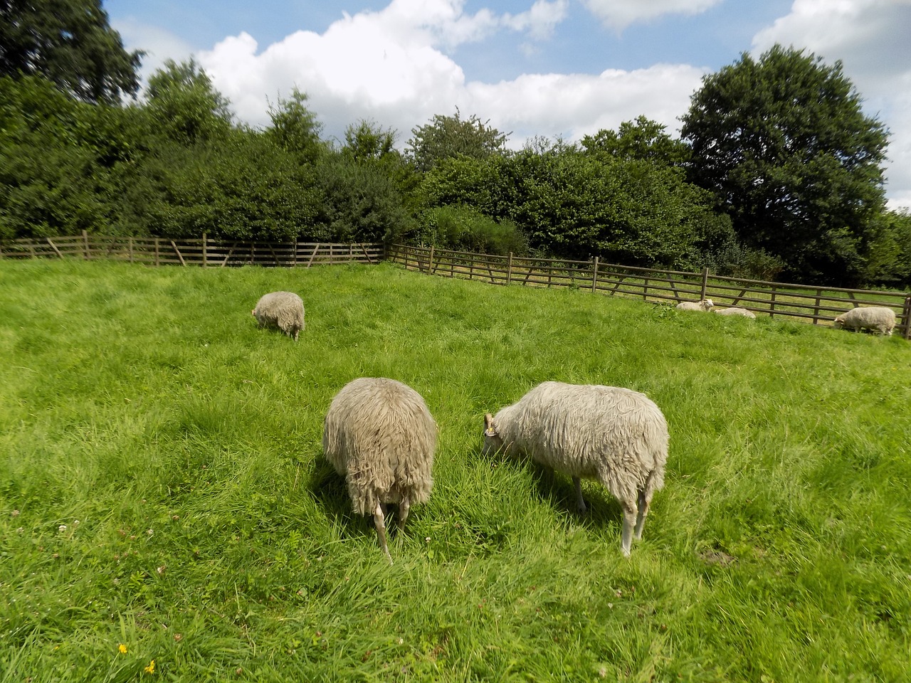 heidschnucke nordic short tail sheep sheep free photo