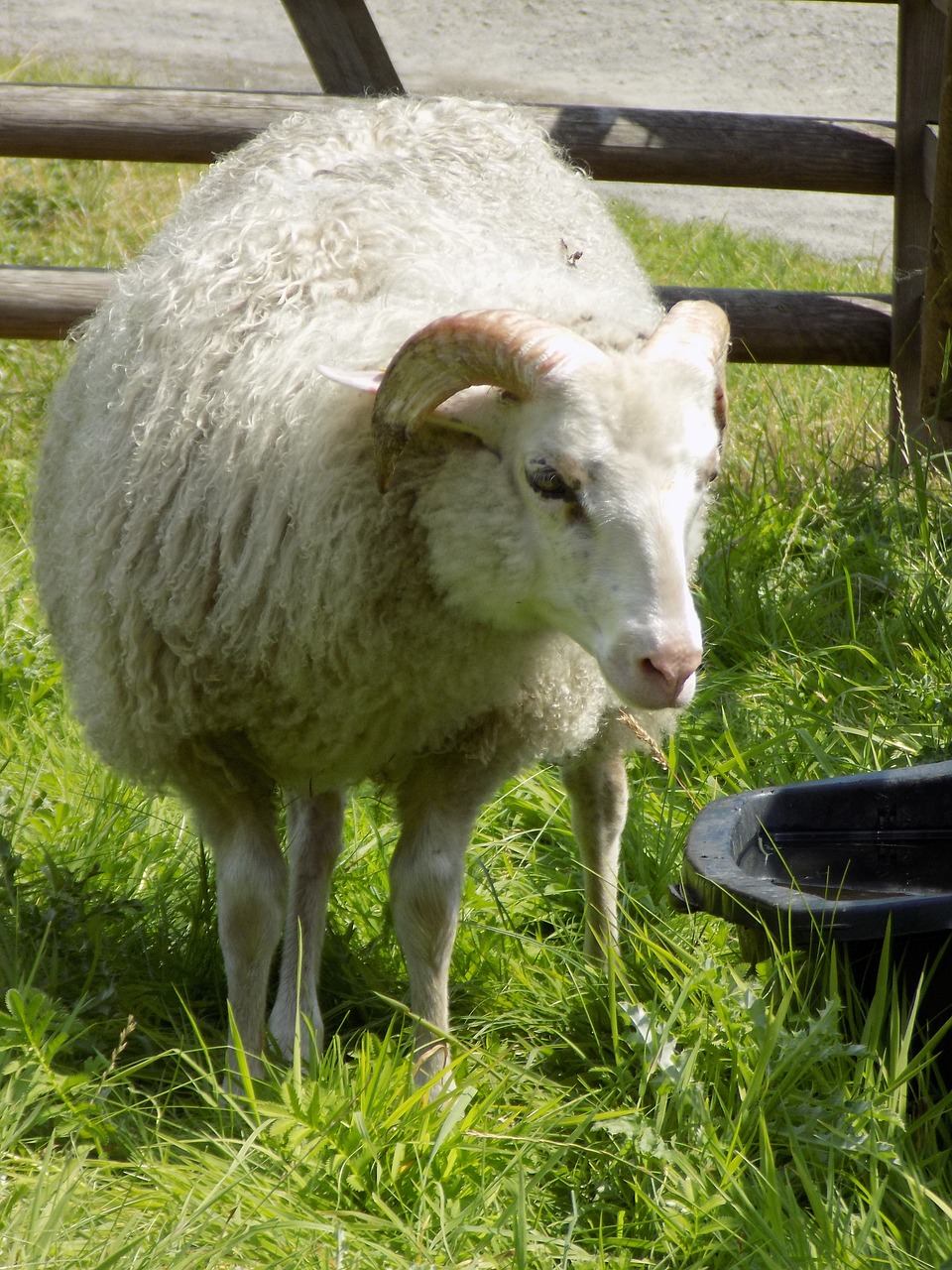 heidschnucke nordic short tail sheep sheep free photo
