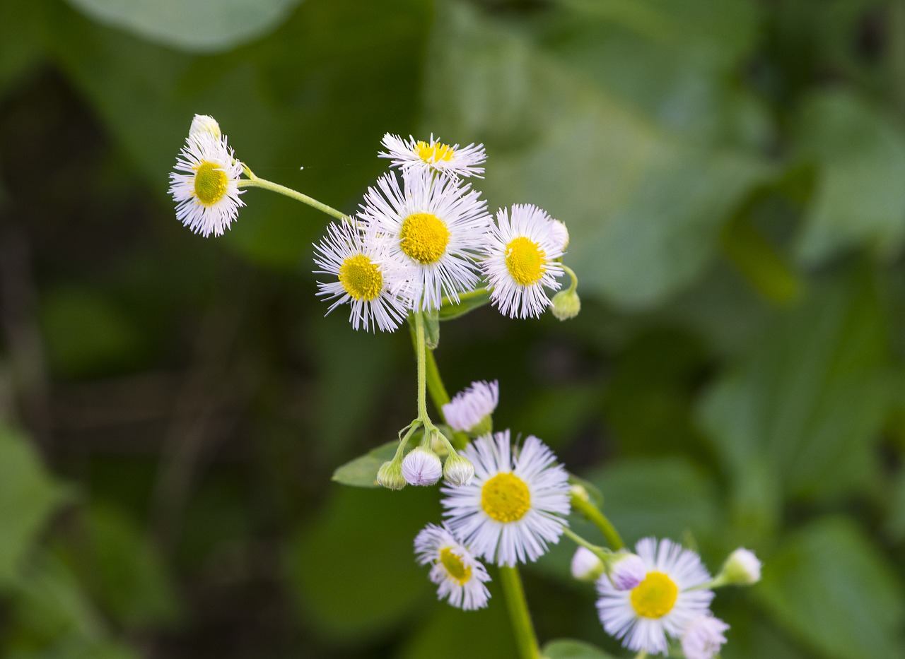 heinz wildlife refuge  park  plants free photo