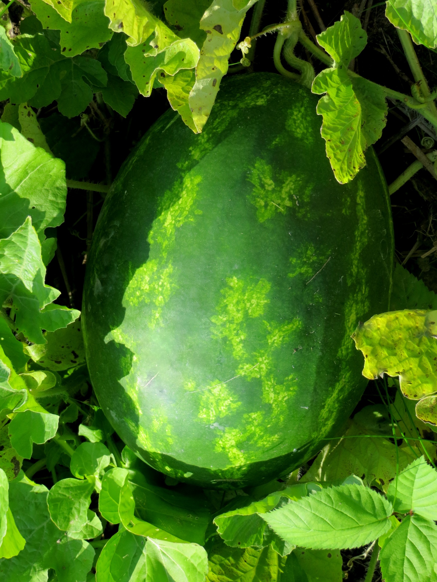 watermelon heirloom melon free photo