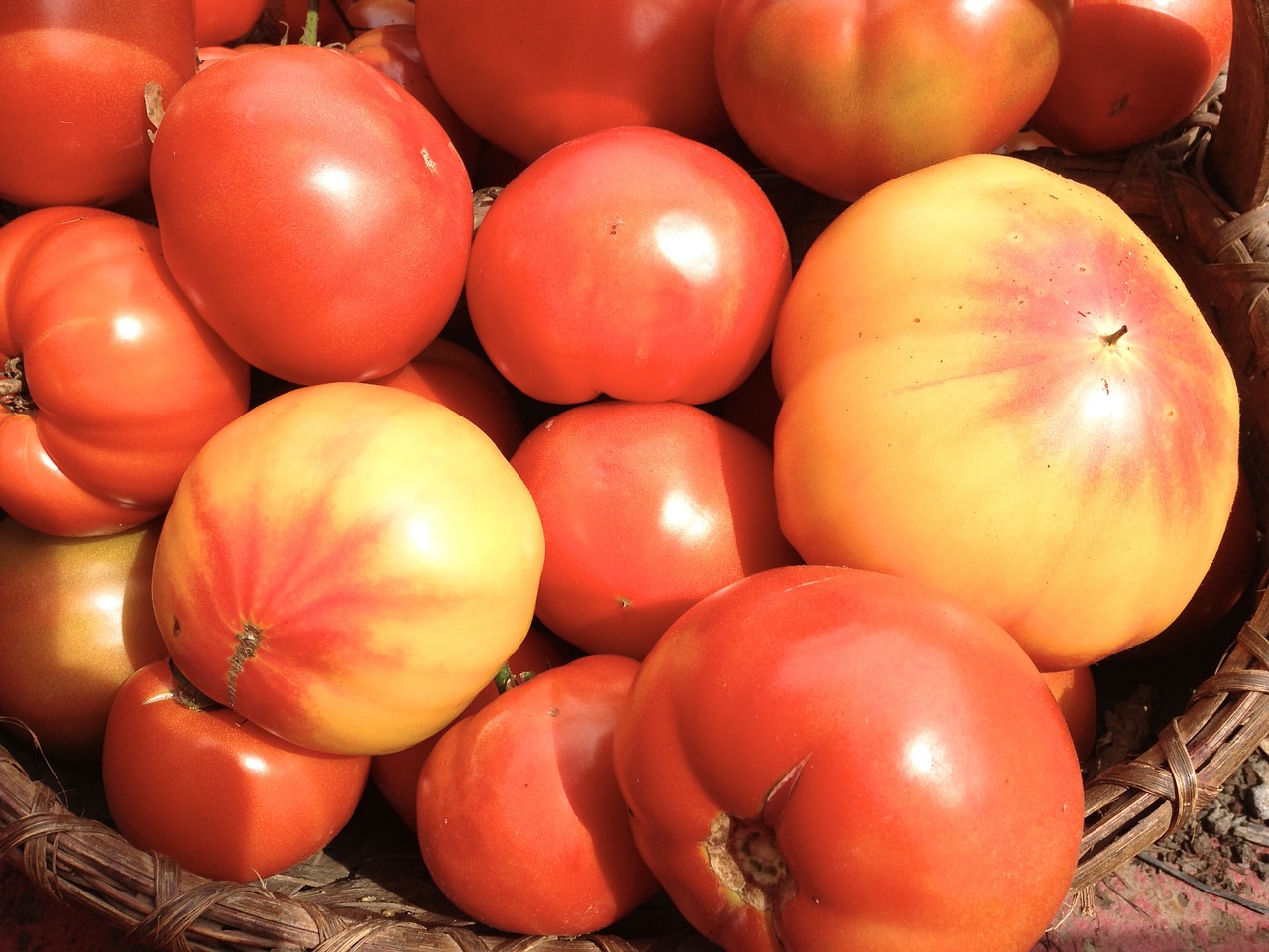 heirloom tomatoes red yellow free photo