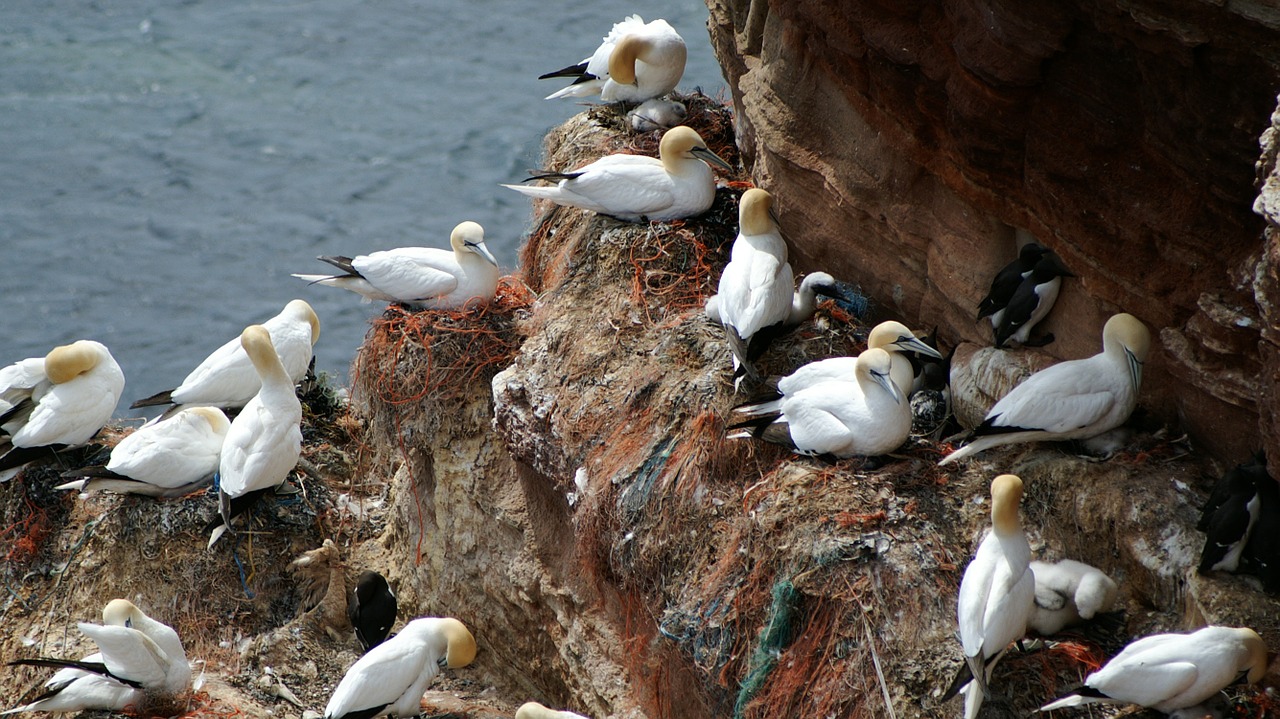 helgoland northern gannet nest free photo