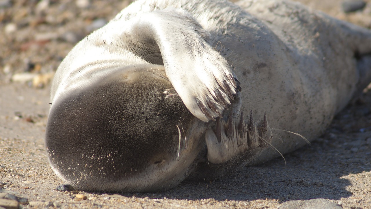 helgoland seal beach free photo