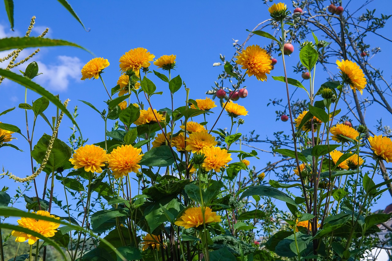 helianthus  perennial sunflower  blossom free photo