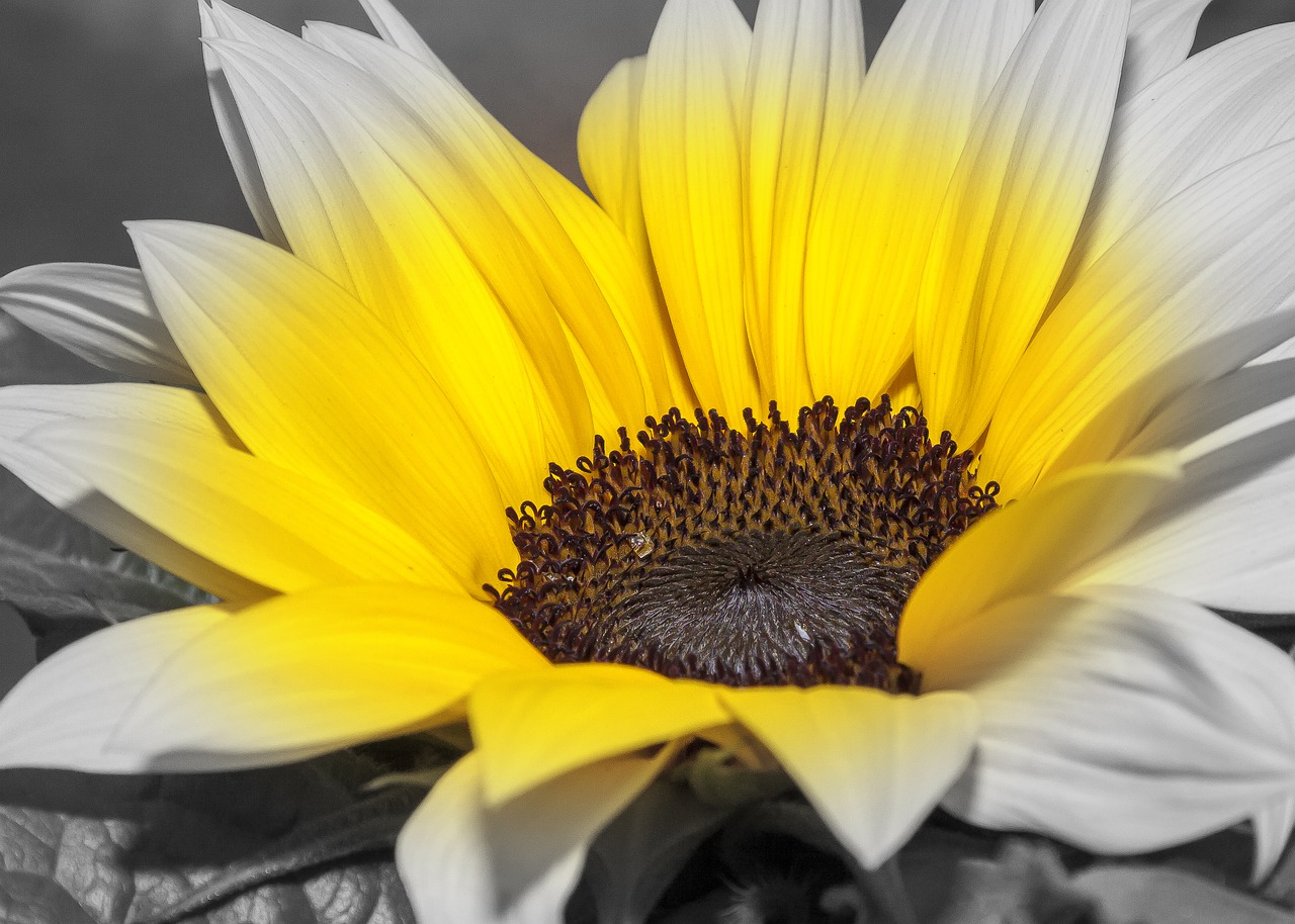 helianthus  sunflower  color key free photo