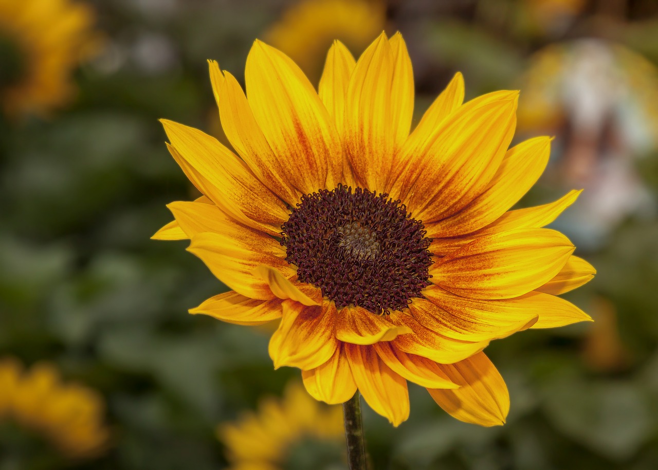 helianthus  flower  blossom free photo