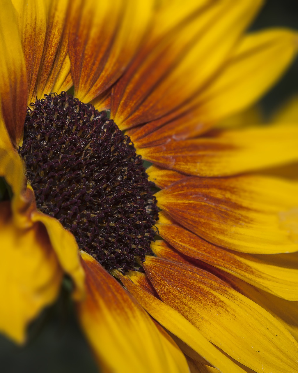 helianthus  flower  sunflower free photo