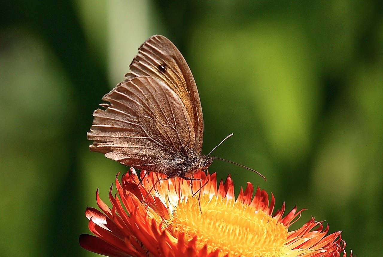 helichrysum italicum dry free photo