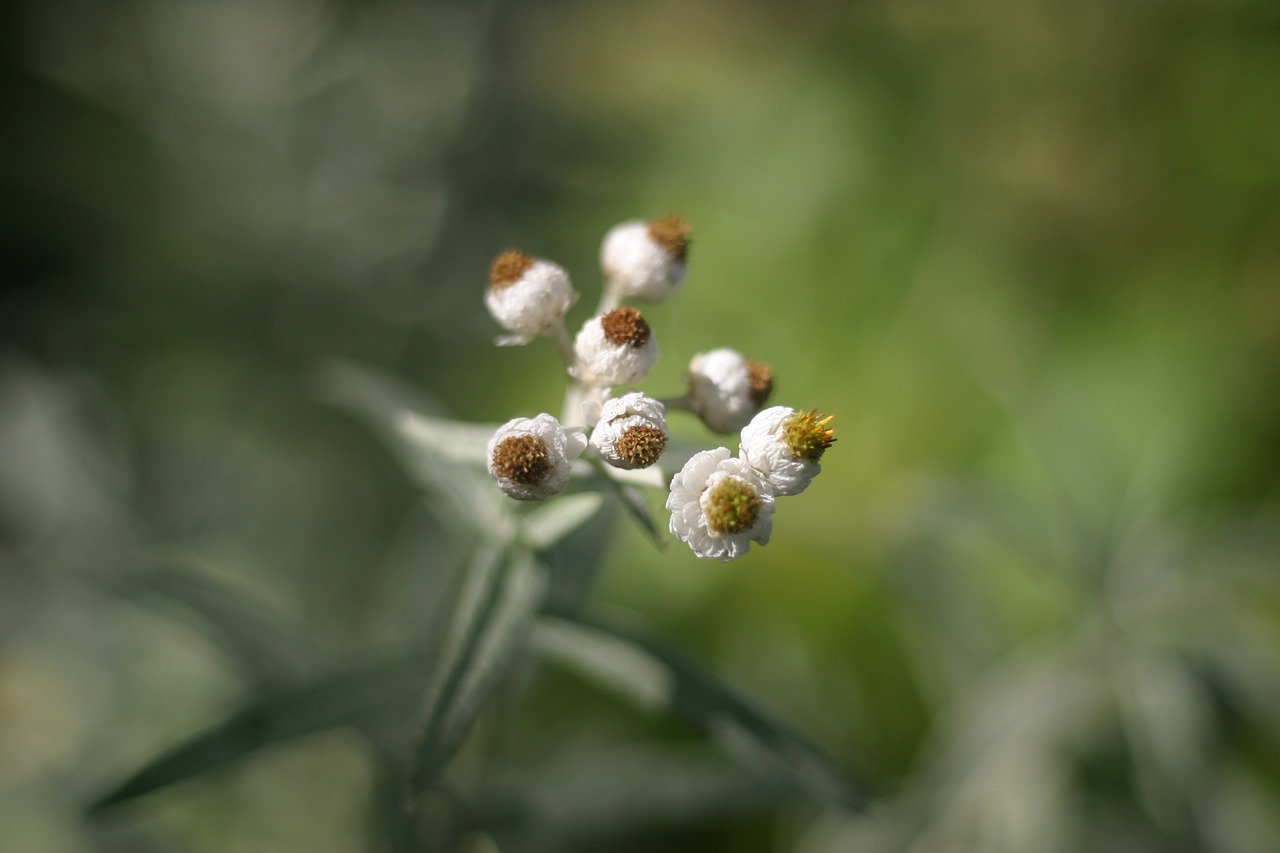 helichrysum flower summer free photo