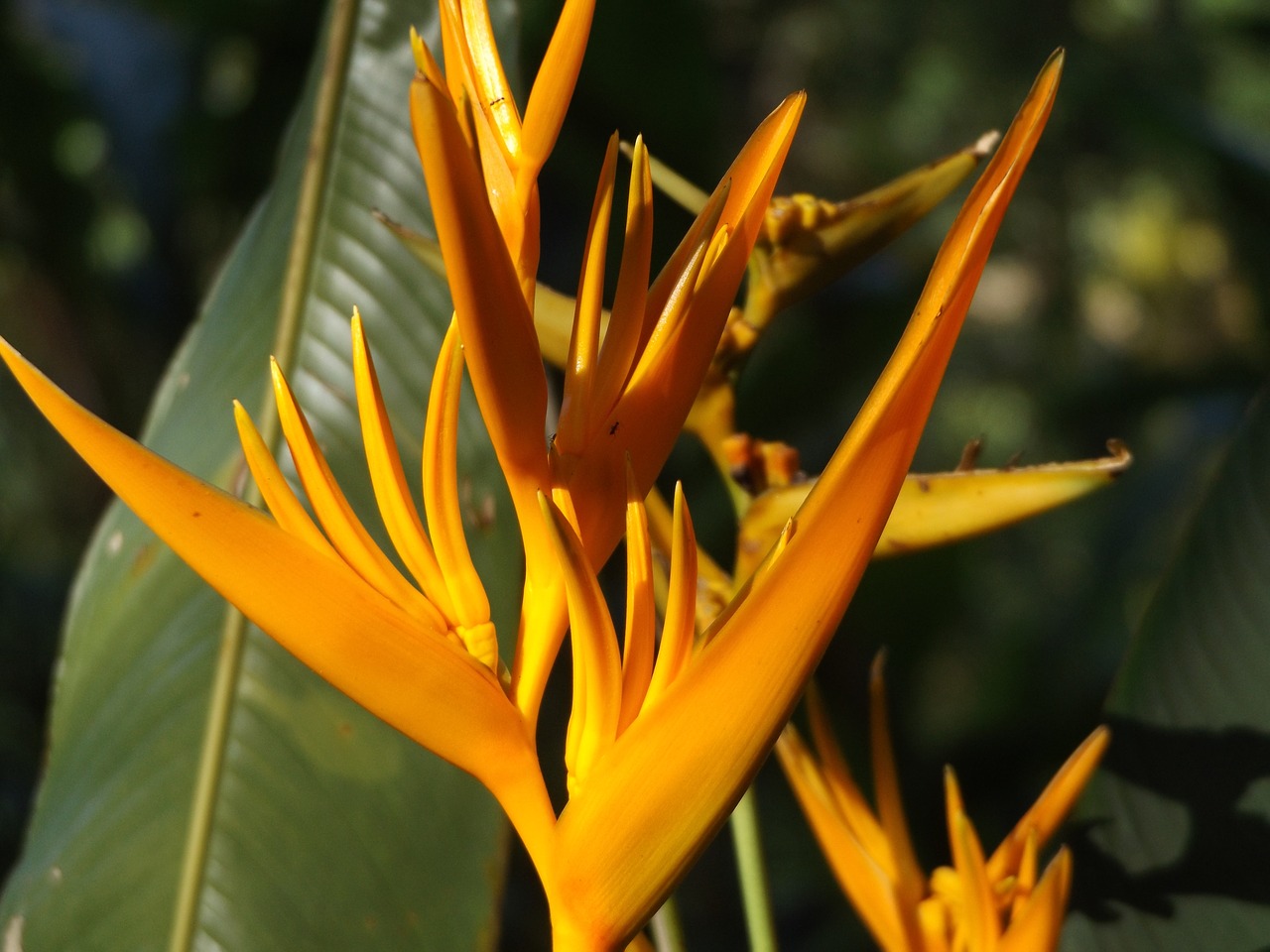 heliconia flower plant free photo