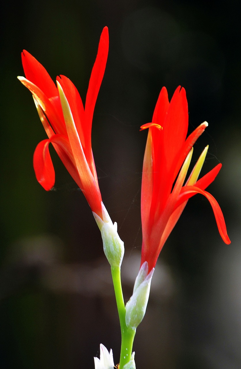 heliconia red yellow free photo