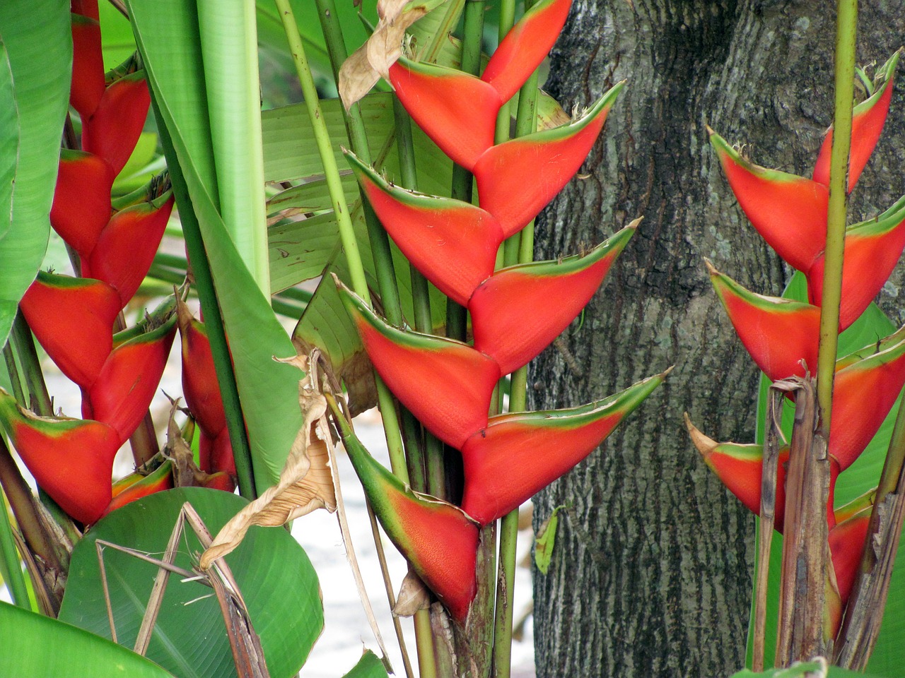 heliconia flower nature free photo