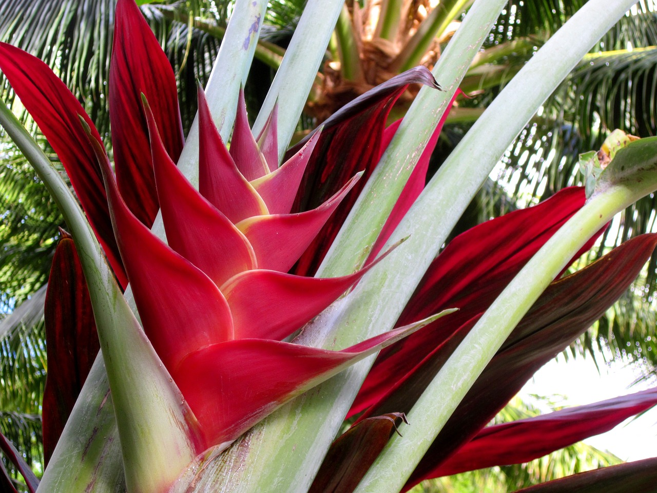 heliconia caribaea heliconia lobster claw free photo