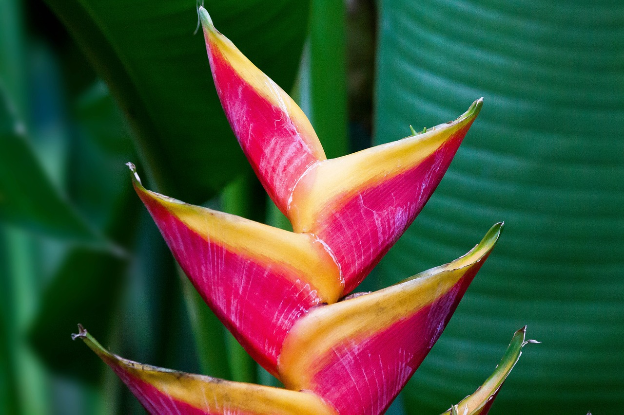 heliconia caribaeae bihai junction free photo