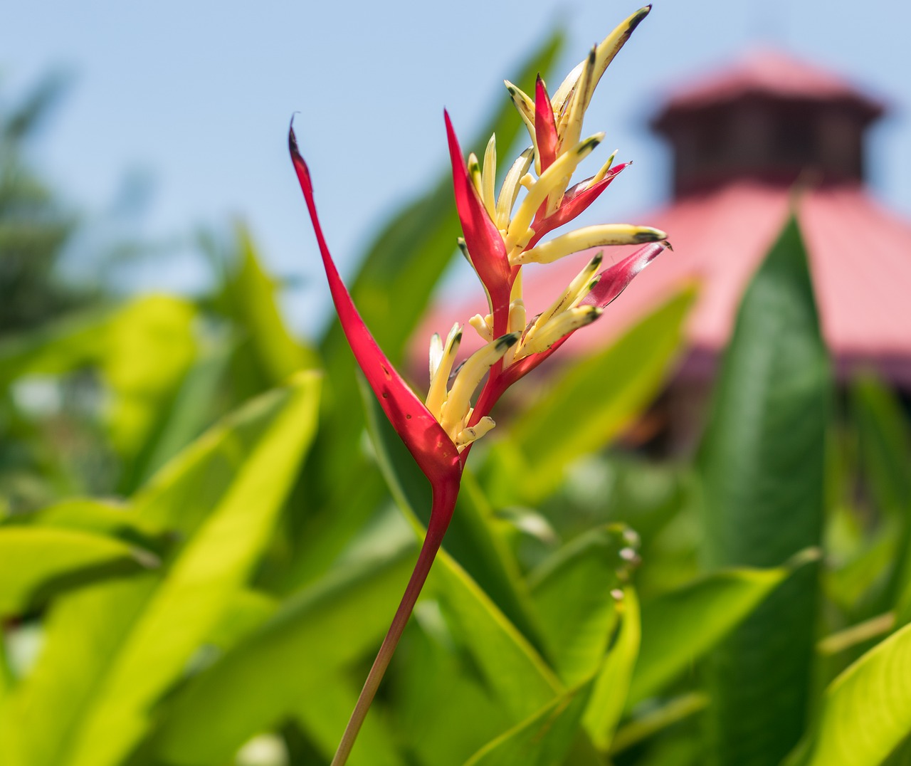 heliconia psittacorum  st  vincent red free photo