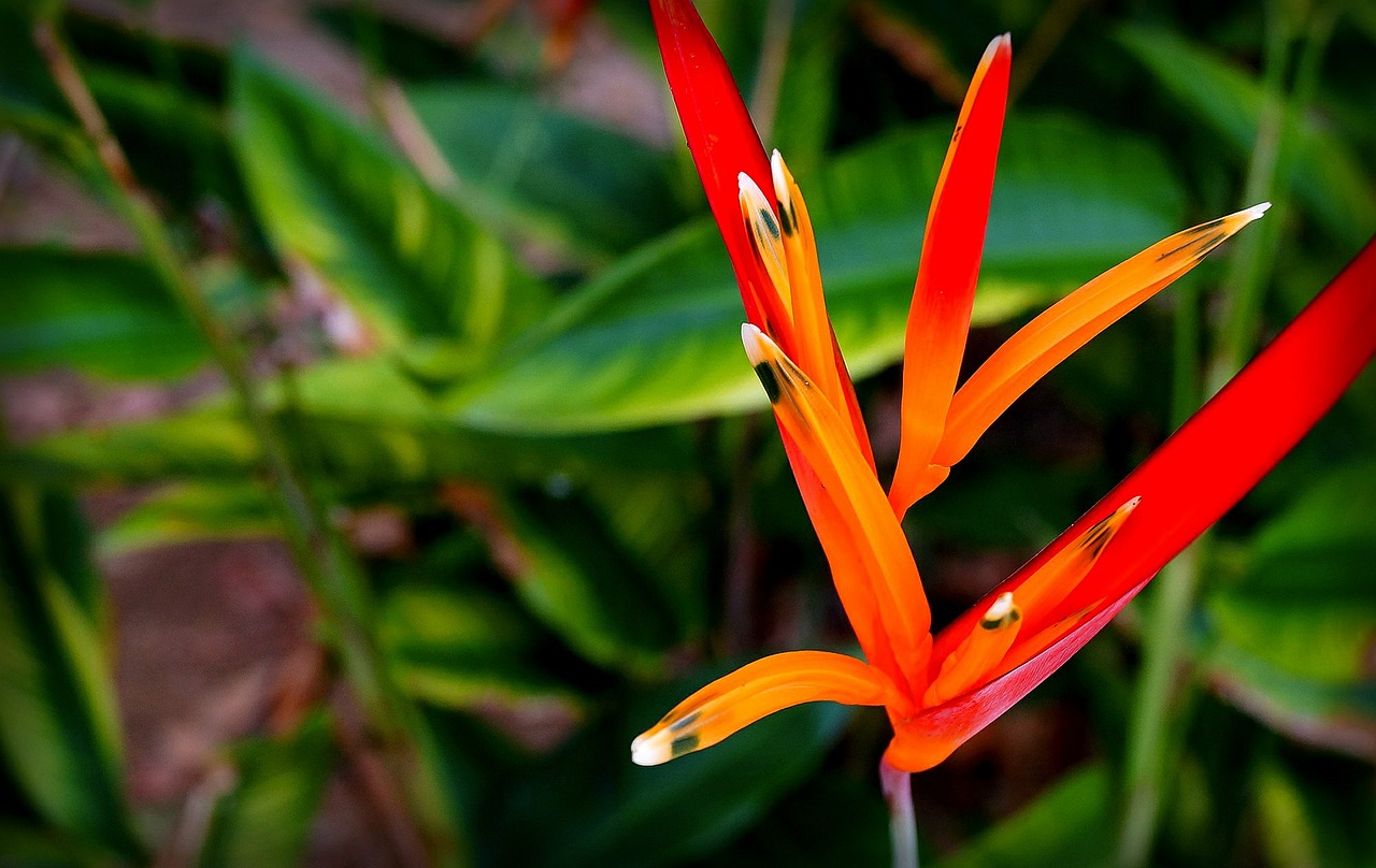 heliconia psittacorum amazon exotic plant free photo