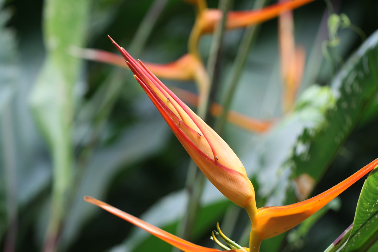 heliconia psittacorum prob orange yellow free photo