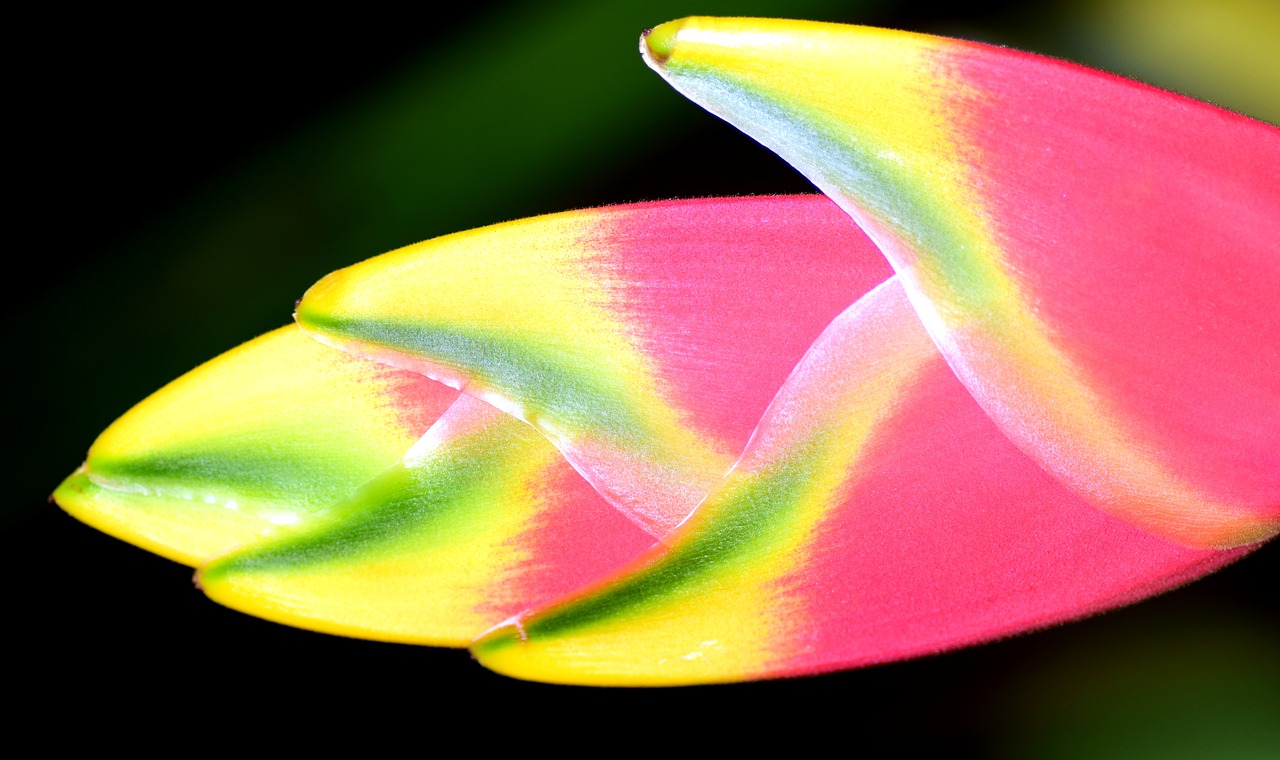 heliconia wagneriana lobster scissors three coloured free photo