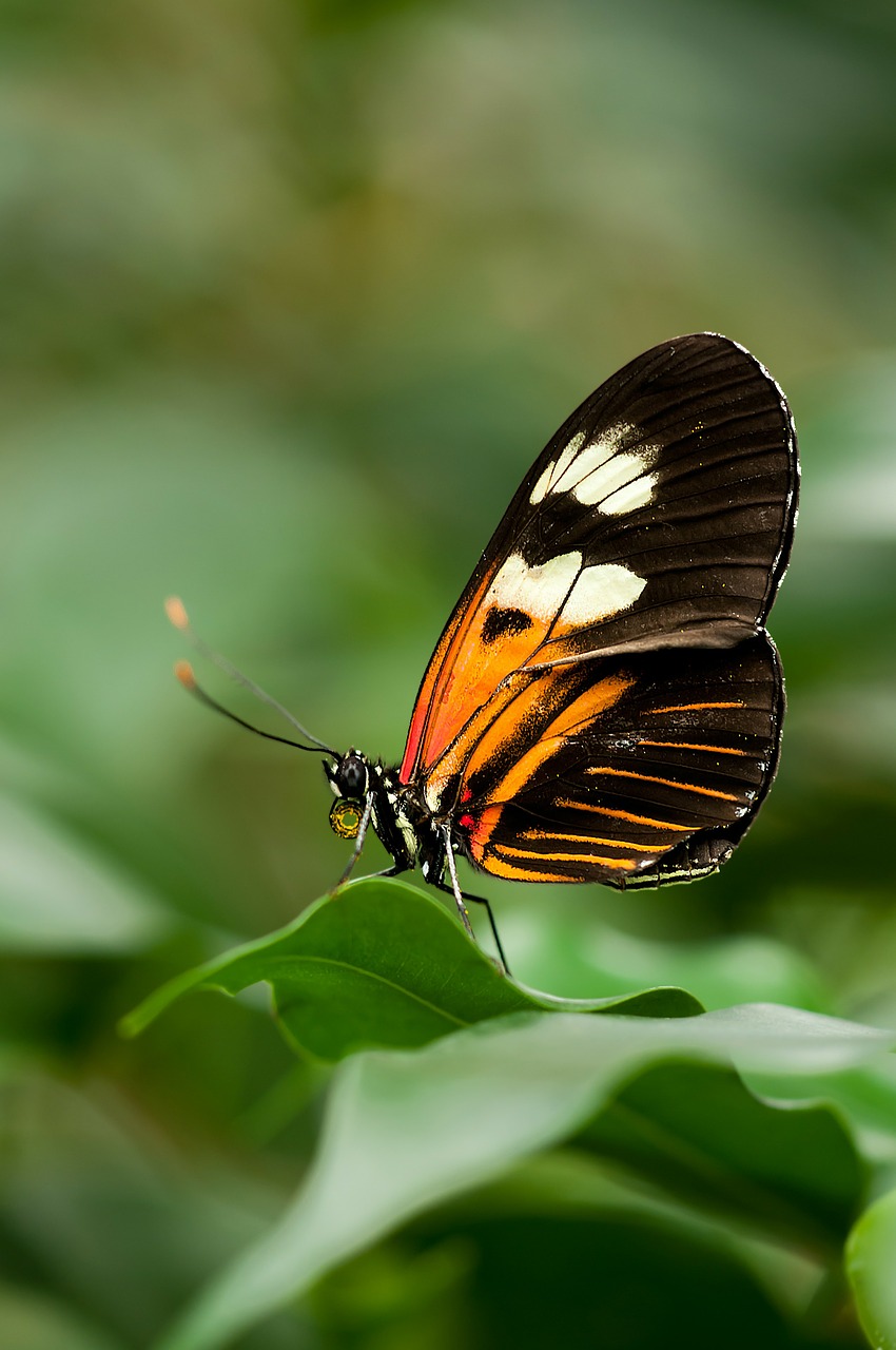 heliconius melpomene butterfly free photo